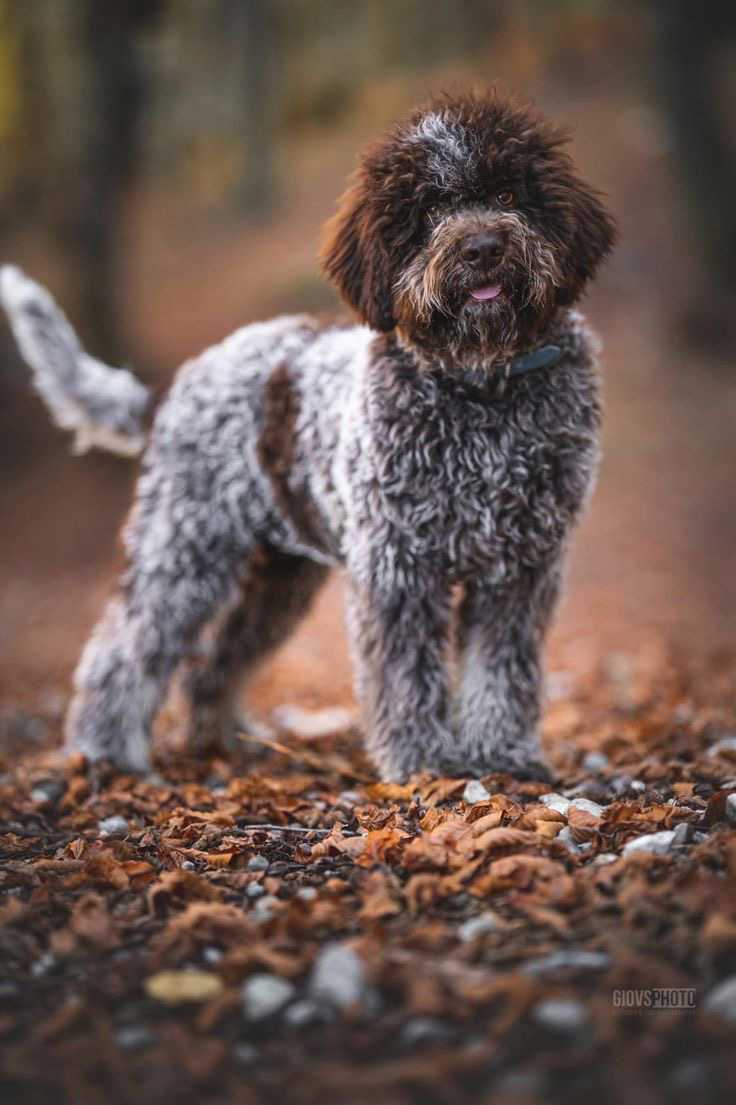 Lagotto Romagnolo